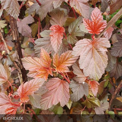 PHYSOCARPUS opulifolius 'Lady in Red®'