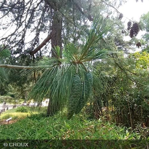 PINUS wallichiana