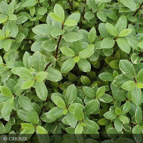 PITTOSPORUM tenuifolium 'Silver Ball'