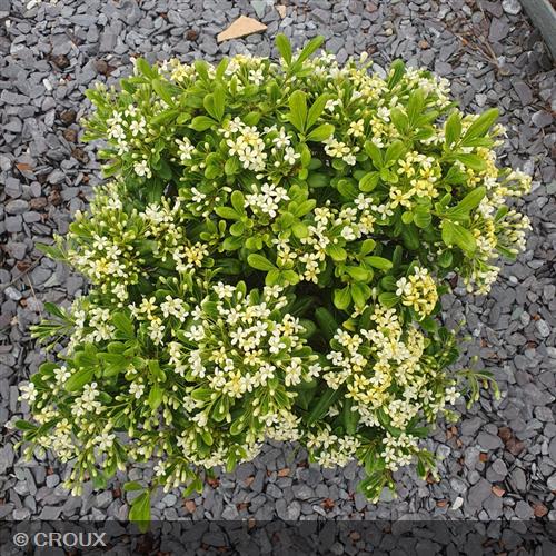 PITTOSPORUM tobira 'Nanum'