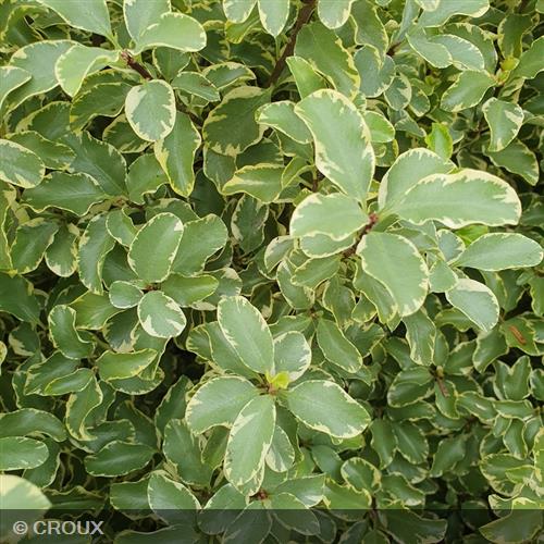 PITTOSPORUM tenuifolium 'Variegatum'