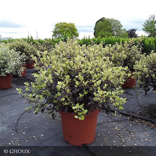 PITTOSPORUM tenuifolium 'Tom Thumb'