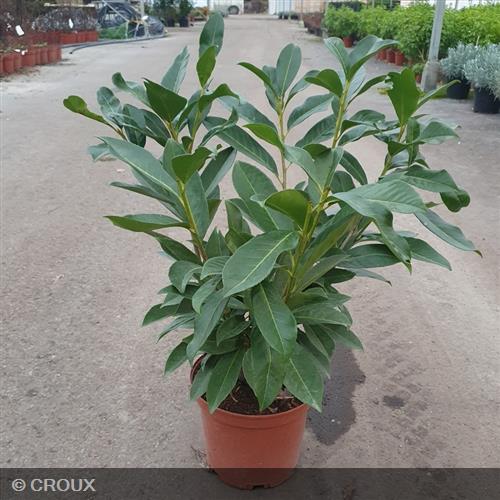 PRUNUS laurocerasus 'Caucasica'