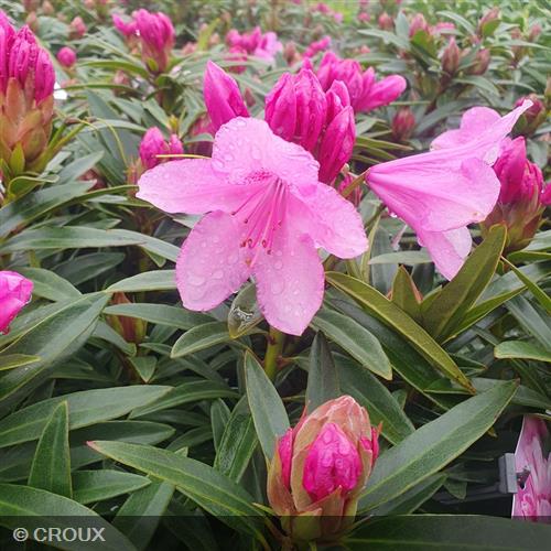 RHODODENDRON ponticum 'Graziella'