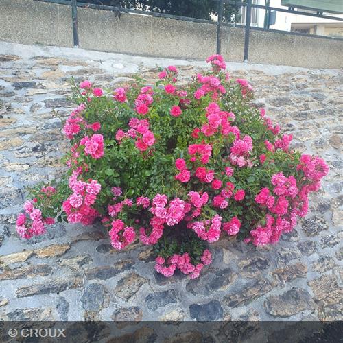 ROSA décorosier 'Emera®'