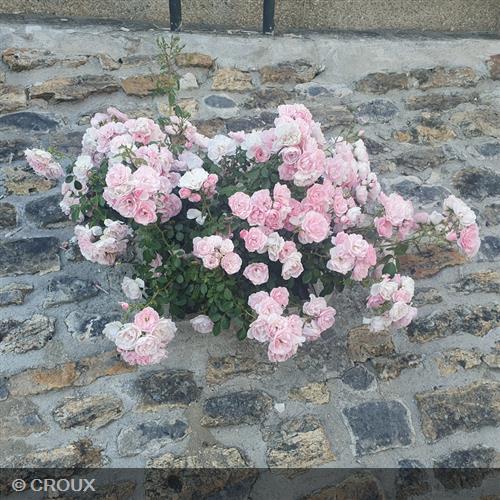 ROSA décorosier 'Mareva®'