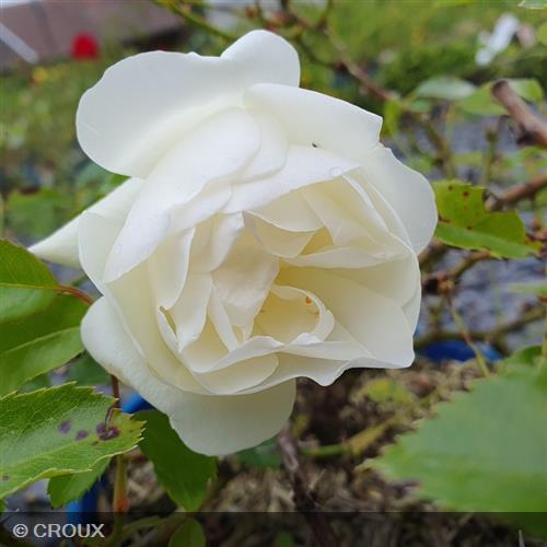 ROSA décorosier 'Opalia®'