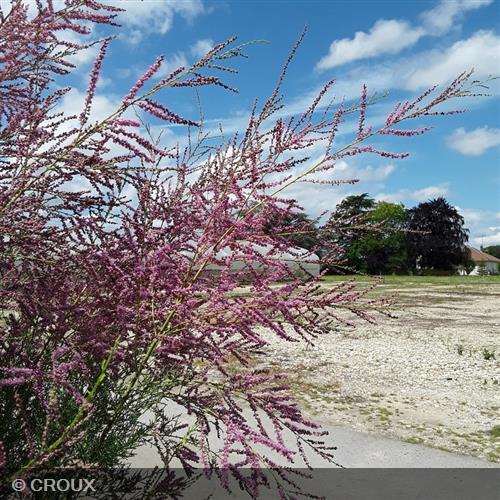TAMARIX ramosissima 'Rosea'