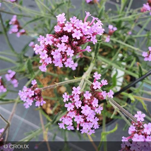 VERBENA bonariensis