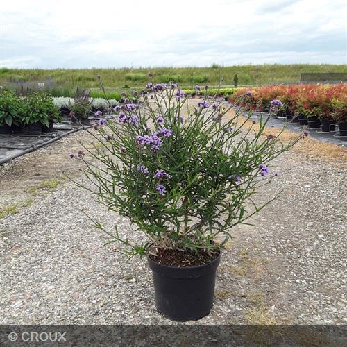 VERBENA bonariensis 'Lollipop®'