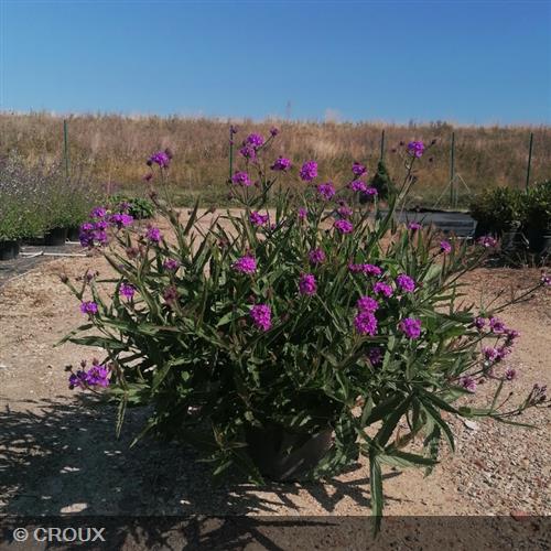 VERBENA rigida