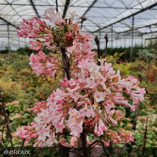 VIBURNUM x bodnantense 'Charles Lamont'