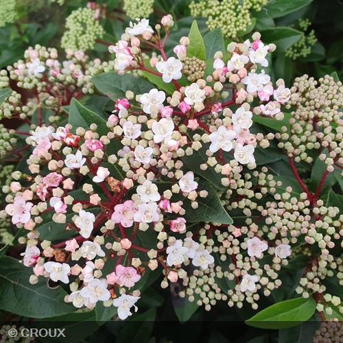 VIBURNUM tinus 'Eve Price' demi-tige