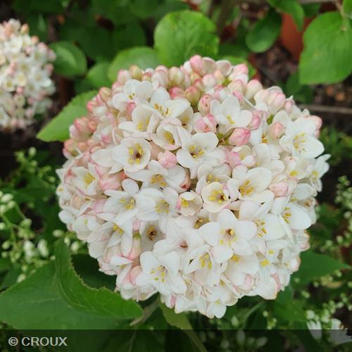 VIBURNUM x carlcephalum