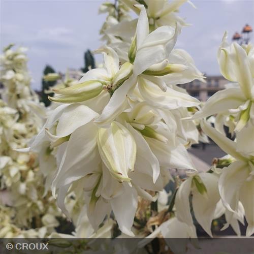 YUCCA gloriosa 'Variegata'