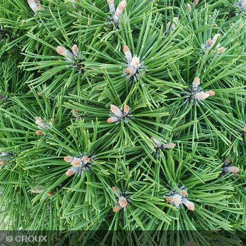 PINUS mugo 'Benjamin'