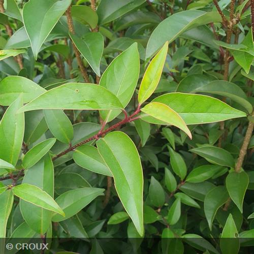 LIGUSTRUM japonicum