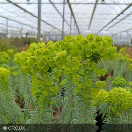 EUPHORBIA characias 'Wulfenii'