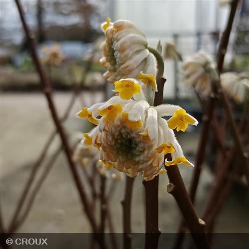 EDGEWORTHIA chrysantha