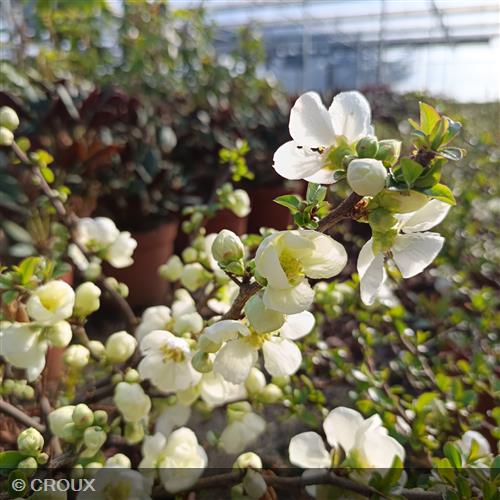 CHAENOMELES x superba 'Jet Trail'