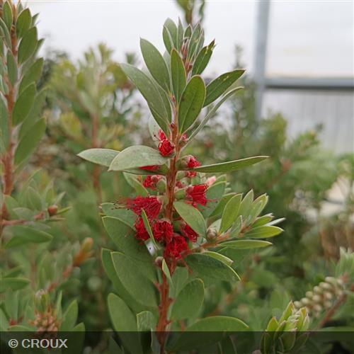 CALLISTEMON laevis