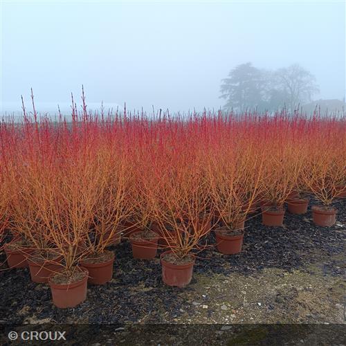 CORNUS sanguinea 'Mindwinter Fire'