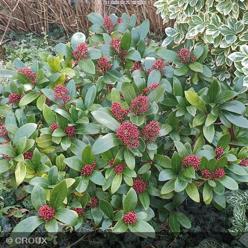 SKIMMIA japonica 'Rubella'
