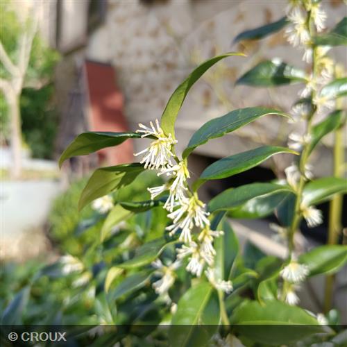 SARCOCCOCA hookeriana humilis 'Winter Gem'