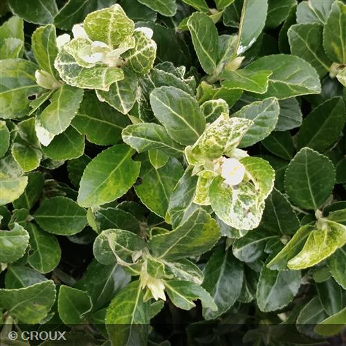 EUONYMUS japonicus 'Pierrolino®'