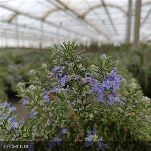 ROSMARINUS officinalis 'Pointe du Raz'