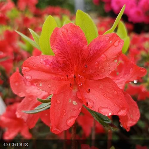 AZALEA japonica 'Crouxii Elvire'