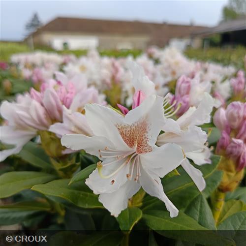 RHODODENDRON x ponticum 'Cunningham's White'