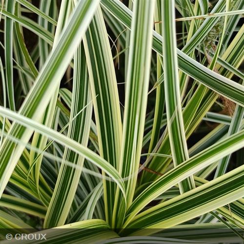 CAREX oshimensis 'Feather Falls®'