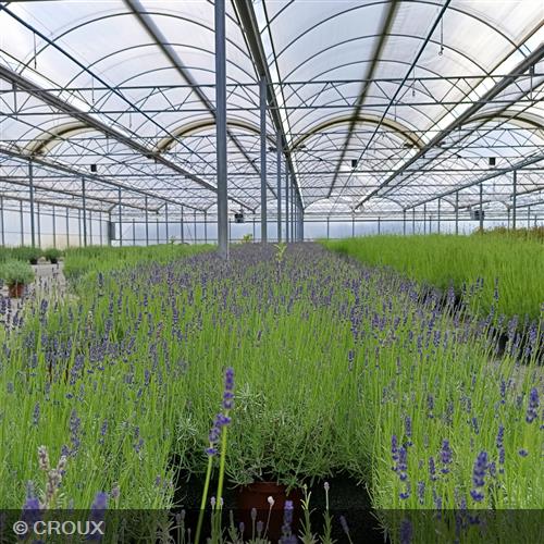 LAVANDULA angustifolia 'Anna®'