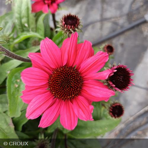ECHINACEA x 'SunSeekers Carmin®'