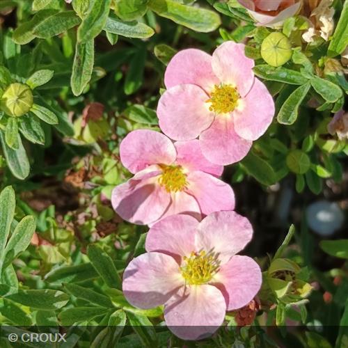 POTENTILLA fruticosa 'Bellissima® Hachliss'