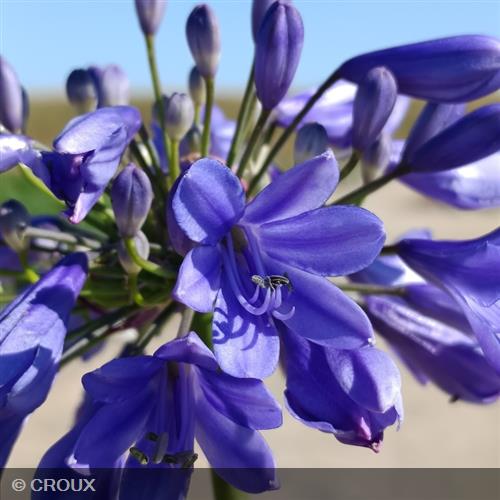 AGAPANTHUS x 'Ever Sapphire®'