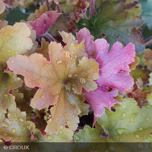 HEUCHERA 'Marmalade®'