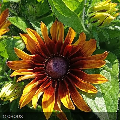 RUDBECKIA summerina 'Sizzling Sunset®'