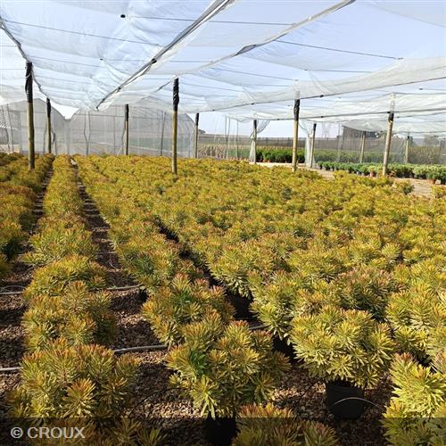 EUPHORBIA x martinii 'Ascot Rainbow®'