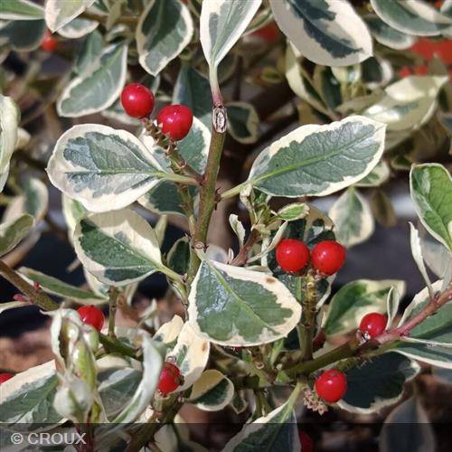 RHAMNUS alaternus 'Argenteovariegata'