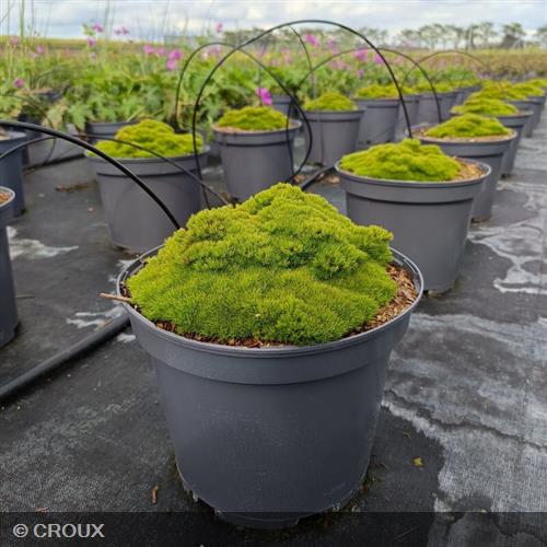 SCLERANTHUS uniflorus