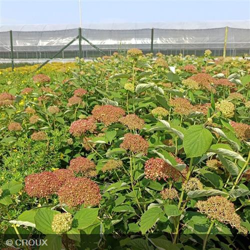 HYDRANGEA arborescens 'Magical Dark Pink®'