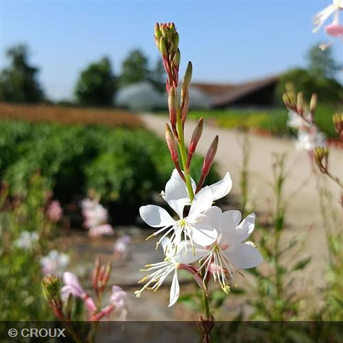 GAURA lindheimeri 'Whirling Butterflies'
