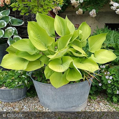 HOSTA 'Sum and Substance'