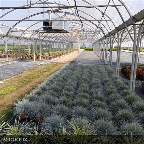 FESTUCA glauca 'Elijah Blue'