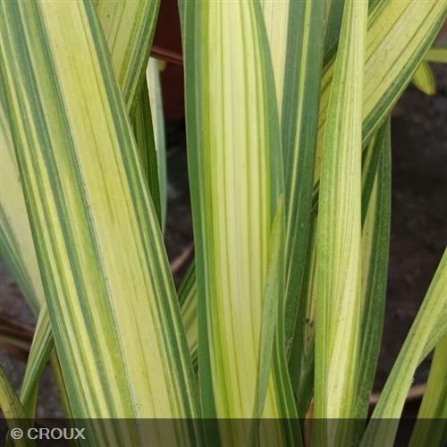 PHORMIUM tenax 'Golden Sword'