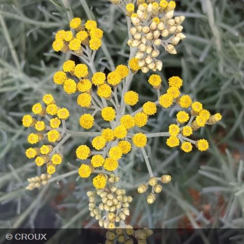 HELICHRYSUM italicum ssp 'Serotinum'