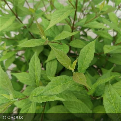 CALLICARPA dichotoma