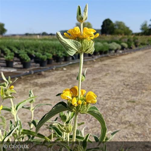 PHLOMIS fructicosa